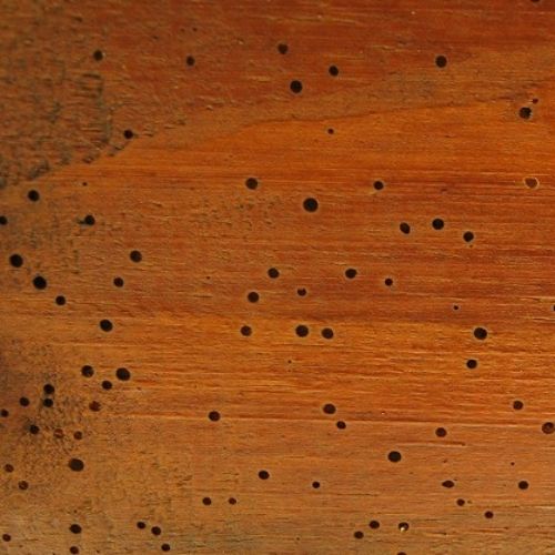 aspecto de cumbrera de madera con bicho taladro